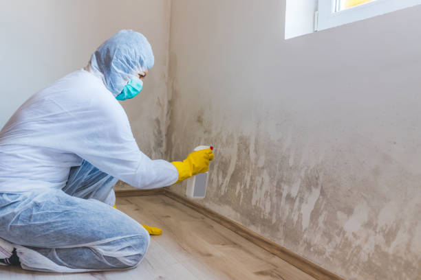 Licensed Commercial Mold Remediation service in Bowie, TX - 24 Hour Mold Removal