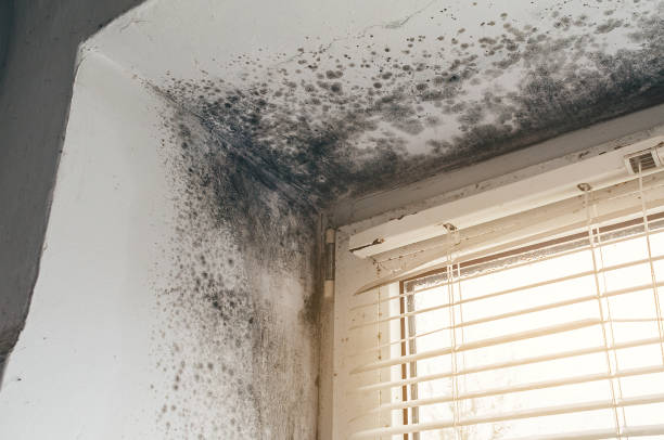 Affordable Commercial Mold Remediation solutions in Bowie, TX